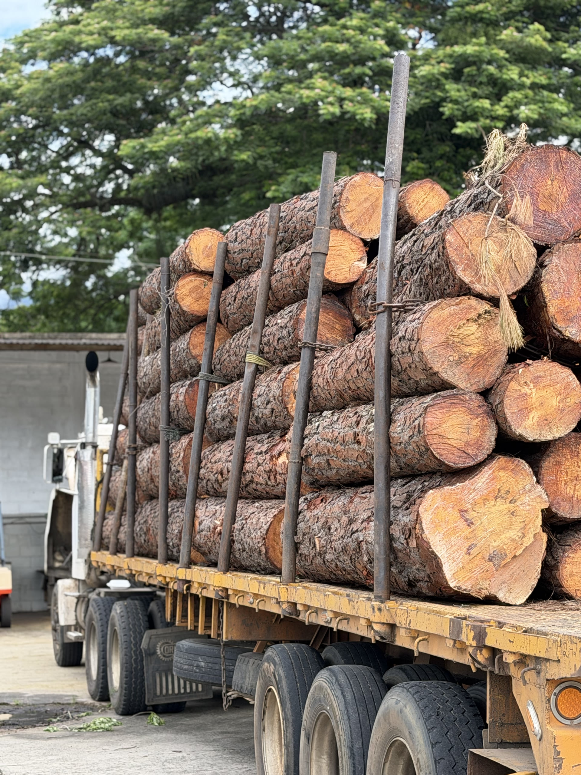 Rolas de Pino Caribe en plataforma de gandola para descarga